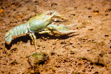 River cancer on the sandy bottom.