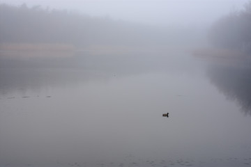 fog at the lake