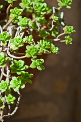 Hanging succulents closeup