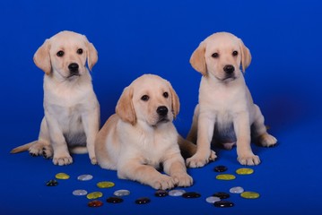 Three beautiful labrador puppies on a blue background