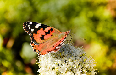 Butterfly on white plant close up