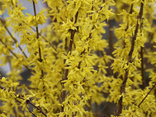 Forsythia ×intermedia - Le Forsythia hybride ou Forsythia de Paris au printemps aux rameaux garnis de fleurs jaunes or brillantes