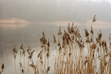 fog at the lake © Daria