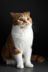 Funny Portrait of Happy Smiling Ginger Cat Gazing with opened Mouth and big eyes on Isolated Black Background