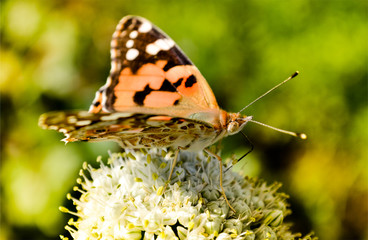 Butterfly on white plant close up