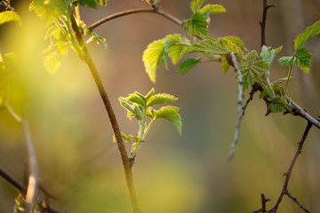 Junge Blätter im Frühling