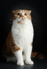 Fototapeta premium Funny Portrait of Happy Smiling Ginger Cat Gazing with opened Mouth and big eyes on Isolated Black Background