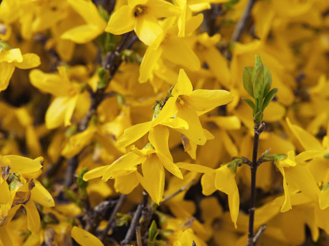 Gros plan sur des fleurs jaunes or du Forsythia hybrides (Forsythia ×intermedia)