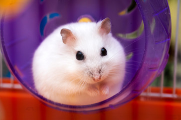 Cute white hamster sits and looks out of the hamster purple wheel, Cute pets