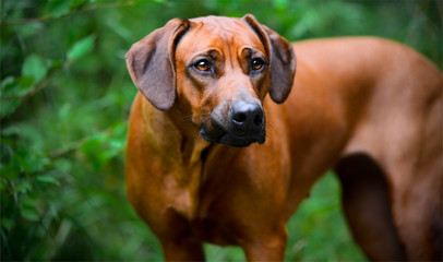 ridgeback in the forest close up