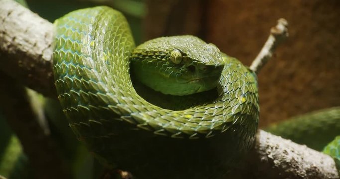 Green Snake