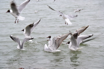 Seagulls swimming and catching fish