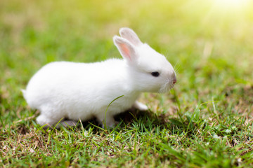 Baby rabbit outdoor. Easter bunny.