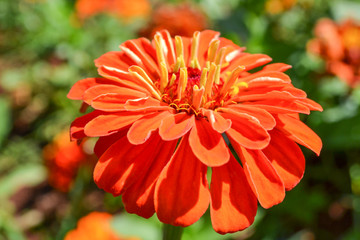 Orange flower Blossom
