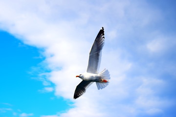 Flying seagull close up
