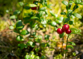 Red berries of cowberry in the forest.