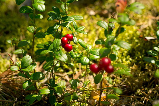 Red berries of cowberry in the forest.