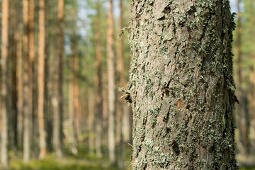 Pine forest. Beautiful morning view and sun rays in the pine forest.