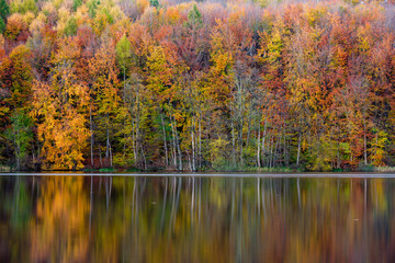Herbstliche Bäume spiegeln sich im See, Uklei, Eutin, Schleswig-Holstein