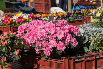 Fototapeta na wymiar different flowers on the market