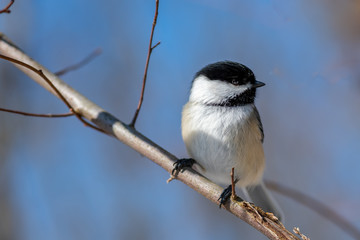 Chickadee (Poecile atricapillus) perching in winter in Michigan, USA.