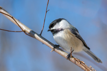 Chickadee (Poecile atricapillus) perching in winter in Michigan, USA.