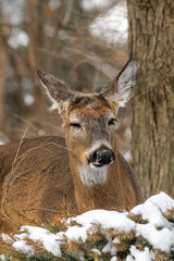 White tailed deer (Odocoileus virginianus) in the winter in suburban Southeast Michigan, USA.