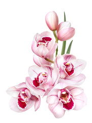Fototapeta na wymiar pale pink orchid flowers isolated on white background