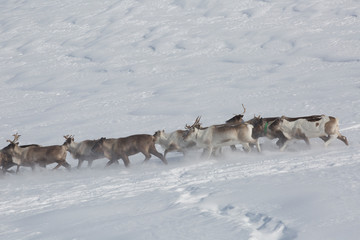 Fototapeta na wymiar large herd of reindeers in winter, Yamal, Russia