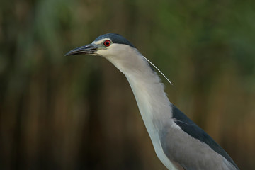 Naklejka premium crowned heron