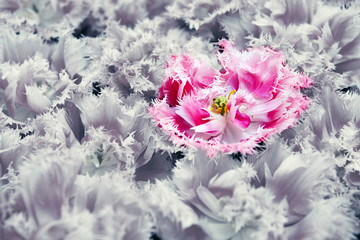 Pink tulip isolated on gray flowers background.