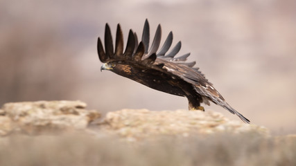 Ein freigestellter Steinadler startet mit ausgebreiteten Schwingen von einem Felsen