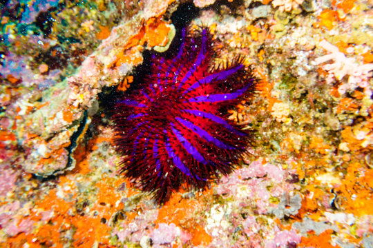 Crown of thorns starfish on the coral reef of the Indian ocean.