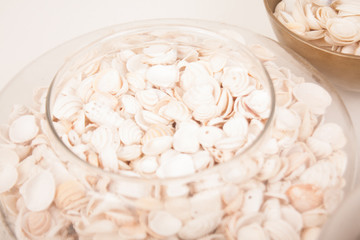 sea shells on a vase