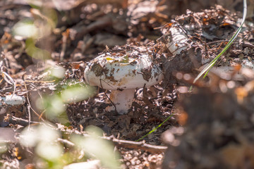 Small mushroom of white color in the old fallen foliage