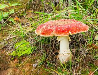 Lonely fly agaric in a forest glade.