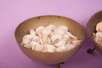 sea shells on a purple background