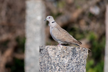 Stock Dove as 