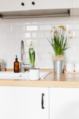 Fototapeta na wymiar White hyacinth flower on white kitchen scandinavian style