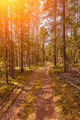 Obraz premium Forest road under sunset sunbeams. Lane running through the summer deciduous forest at dawn or sunrise.