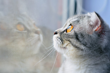 Cute home gray cat looks out the window