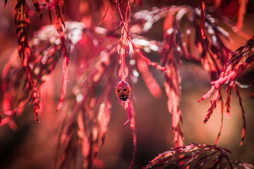 biedronka © byMishka