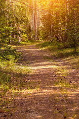 Beautiful landscape of pine forest in summer day. The tall trees of the pine trees growing in the old forest.