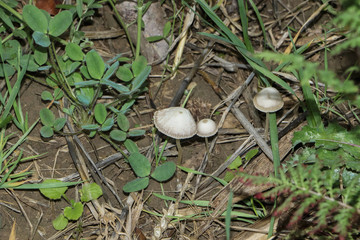 Wei&szlig;er Helmling, Pilz, Mycena 