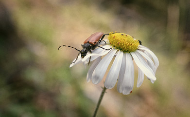 Beetle on chamomile close up