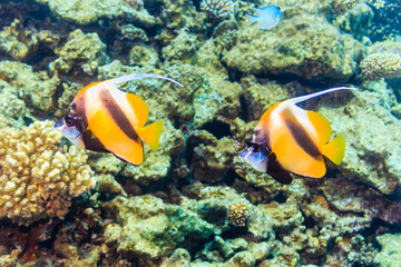 Obraz na płótnie Canvas Two pennant butterfly fish on the red sea coral reef. Flag kabubu
