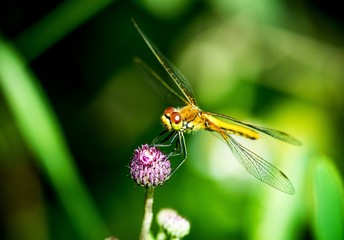 Dragonfly sitting on a pink clover
