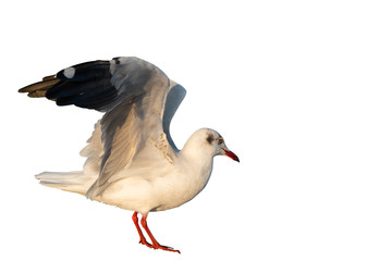 The white seagulls are spreading their wing to fly into the sky, On white isolated backgound, to brid concept.