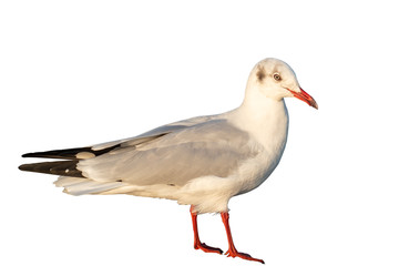 White seagull with red mouth and feet on white isolated background, to bird concept.
