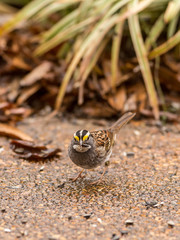 Vertical image of White-throated Sparrow (Zonotrichia albicollis) with sunflower seed in its beak.